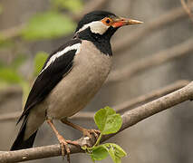 Pied Myna