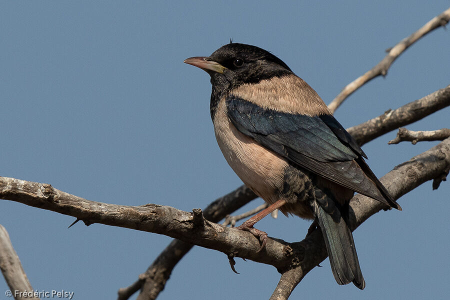 Rosy Starlingadult post breeding