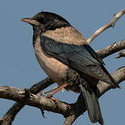 Rosy Starling