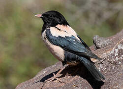 Rosy Starling