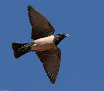 Rosy Starling