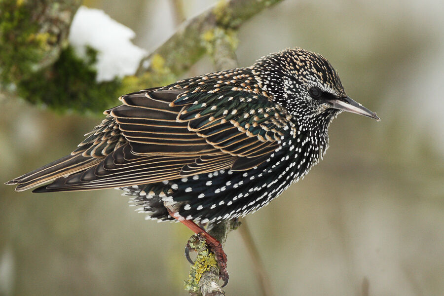 Common Starlingadult post breeding