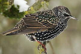 Common Starling