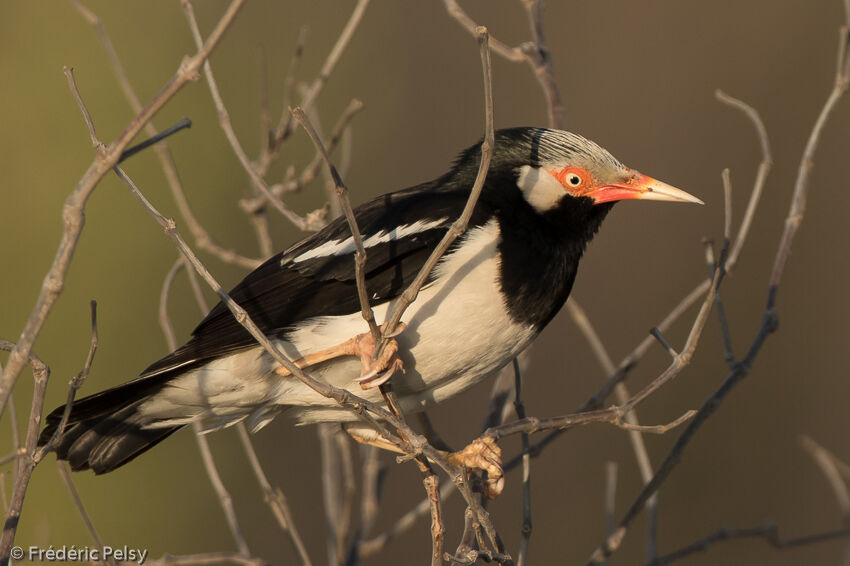 Siamese Pied Mynaadult, identification