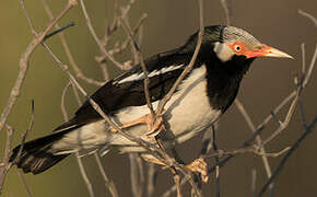 Siamese Pied Myna