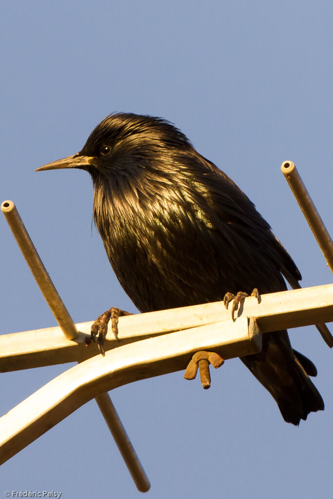 Spotless Starling