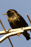 Spotless Starling