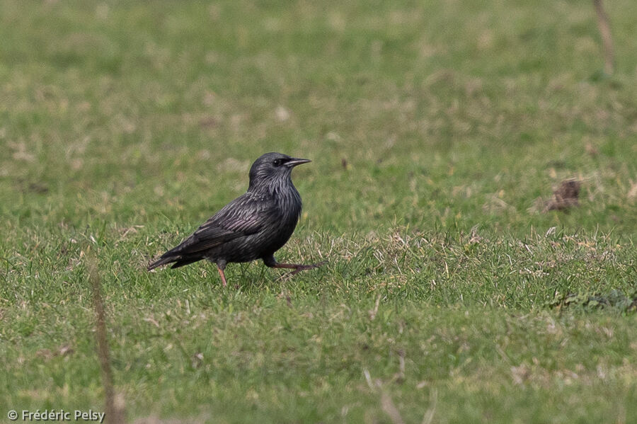 Spotless Starling