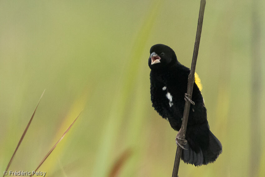 Yellow Bishopadult