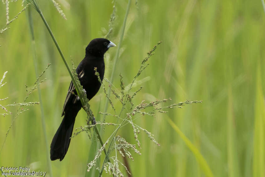 White-winged Widowbird male adult, habitat, pigmentation