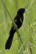 White-winged Widowbird