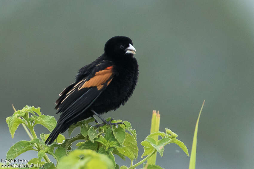 Fan-tailed Widowbird male adult breeding, identification