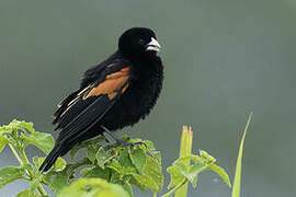 Fan-tailed Widowbird