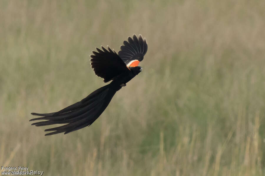 Long-tailed Widowbird male adult breeding, courting display