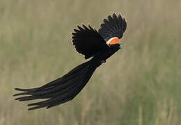 Long-tailed Widowbird