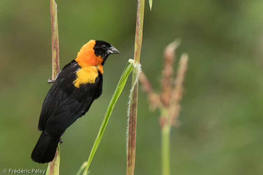 Black Bishopadult