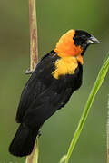 Black Bishop