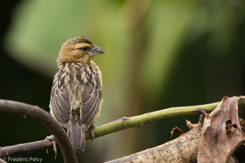 Black Bishop