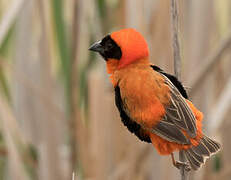 Southern Red Bishop