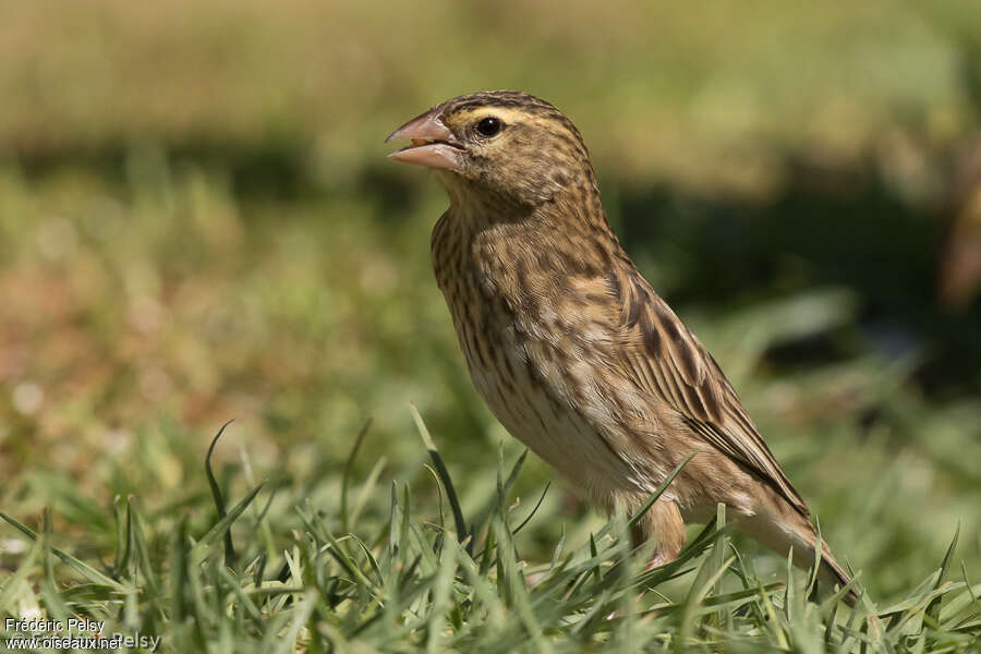 Southern Red Bishop female First year, identification