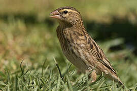 Southern Red Bishop