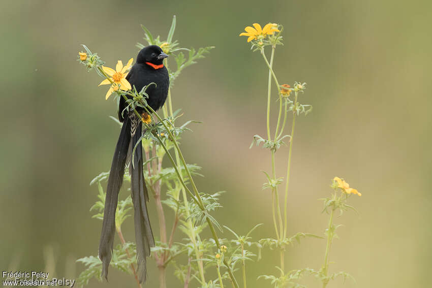 Red-collared Widowbird male adult breeding, identification