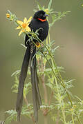 Red-collared Widowbird