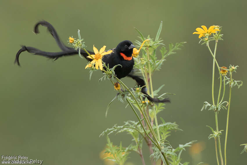 Red-collared Widowbird male adult breeding, habitat, pigmentation, courting display