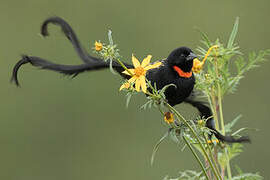 Red-collared Widowbird