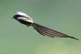 Red-collared Widowbird