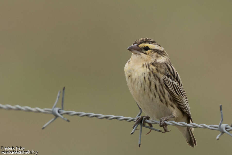 Euplecte vorabé femelle, identification