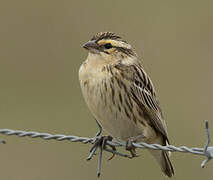 Yellow-crowned Bishop