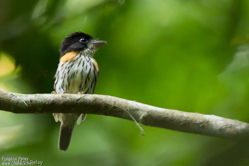 Rufous-sided Broadbill male adult, identification