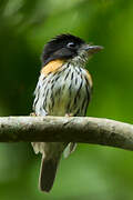 Rufous-sided Broadbill