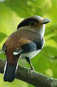 Silver-breasted Broadbill