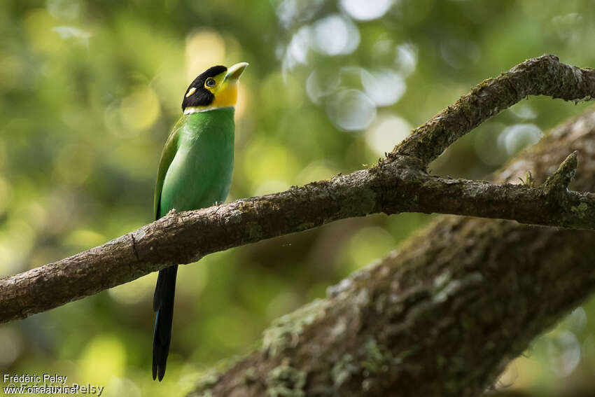 Long-tailed Broadbilladult, identification