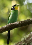 Long-tailed Broadbill