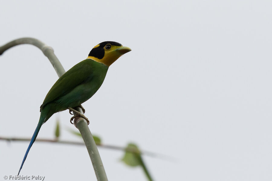 Long-tailed Broadbill