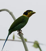 Long-tailed Broadbill