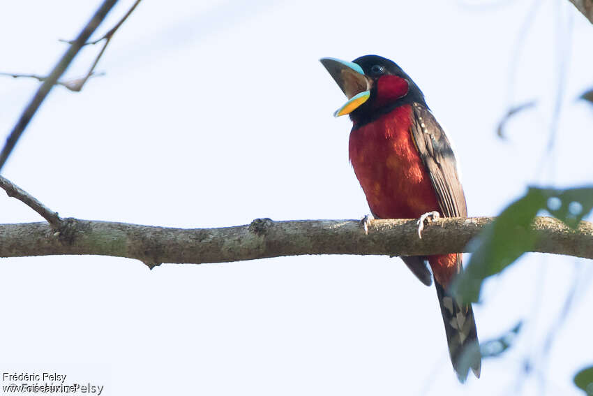 Black-and-red Broadbilladult, song