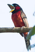 Black-and-red Broadbill