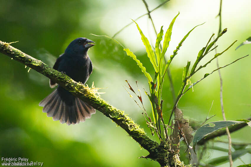 Blue-black Grosbeak male adult, habitat, song, Behaviour