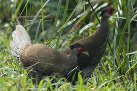 Silver Pheasant