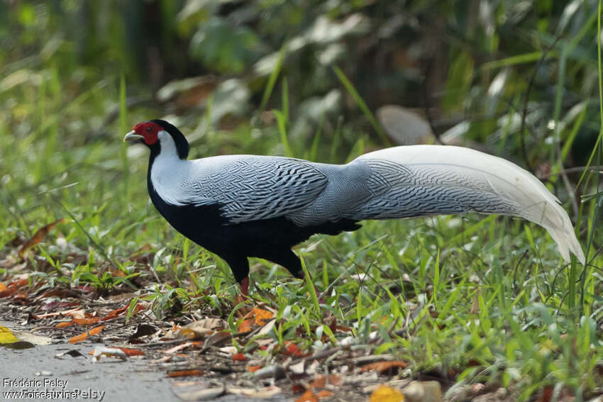 Faisan argenté mâle adulte, identification