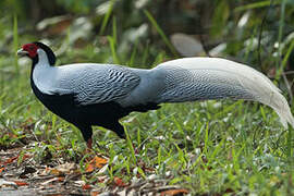 Silver Pheasant