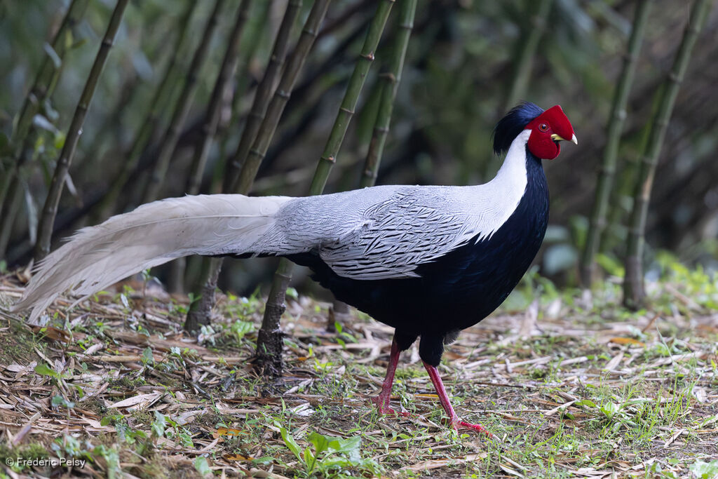 Silver Pheasant male