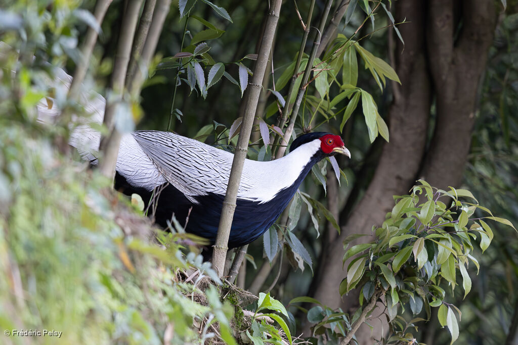 Silver Pheasant male