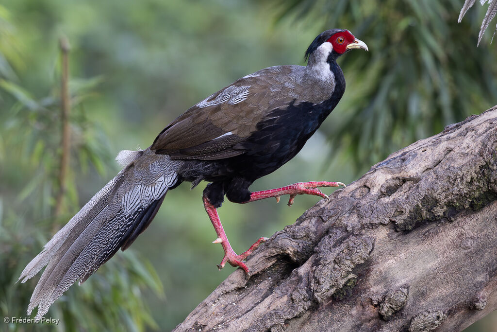Silver Pheasant male immature
