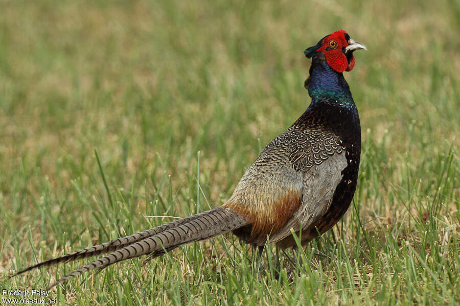 Common Pheasant male adult, identification