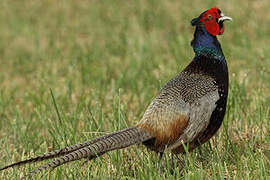 Common Pheasant